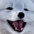 Foxy